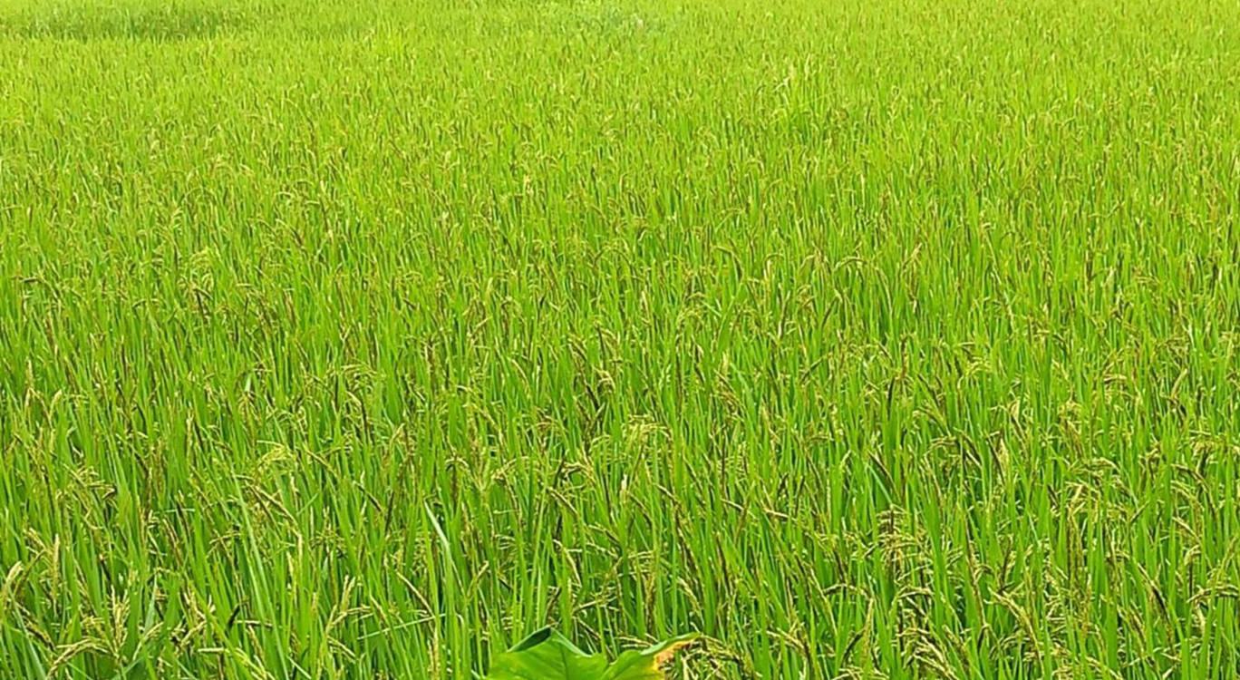 सप्तरीकाे खेतमा पसाउँदै गरेको धान